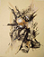 Anatomisches Detail einer ausgewachsenen Flause 1997 	Monotypie / Öl	49 x 63 cm